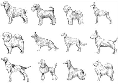 Dog Breed Sketch Wallpaper